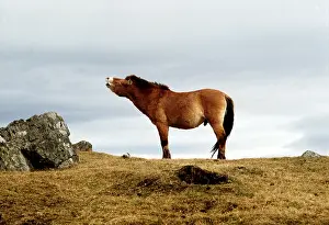 Scenting: Przewalski's / Takhi / Mongolian Wild HORSE - scenting