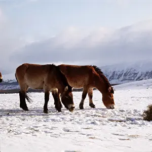 Przewalskis: Przewalski's / Takhi / Mongolian Wild HORSE - in snow