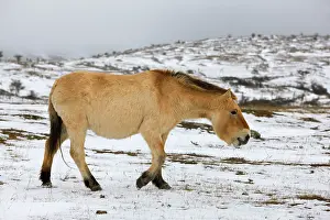 Przewalski: Przewalski's / Takhi / Mongolian Wild Horses