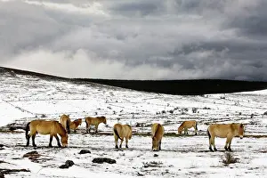 Przewalski: Przewalski's / Takhi / Mongolian Wild Horses - grazing