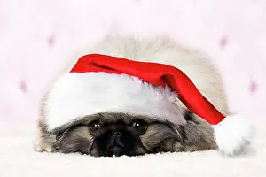 Pekingeses: P^s kinois Po?kinois