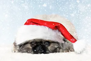 Pekingeses: P^s kinois Po?kinois