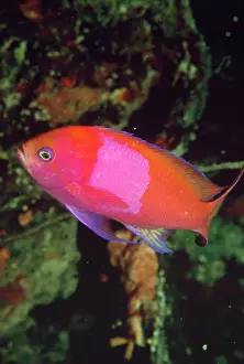 Pseudanthias: Pseudanthias Fish