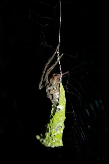 Weaver: Pseudo Orb Web Spider in nest