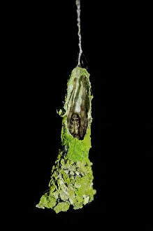 Weaver: Pseudo Orb Web Spider in nest