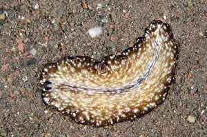 Seraya: Pseudobiceros Flatworm