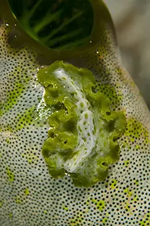 Tunicate: Pseudobiceros Flatworm - on Green Tunicate (Didemnum
