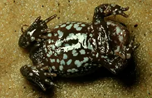 Pseudophryne: A Pseudophryne frog - ventral surface typical of the genus