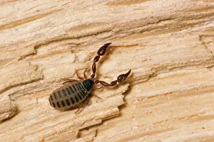 Pseudoscorpion: PSEUDOSCORPION