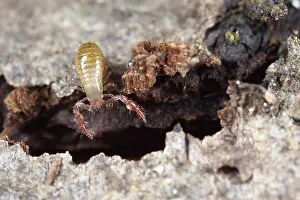 Pseudoscorpion: Pseudoscorpion