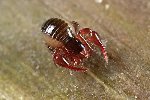 Pseudoscorpion: Pseudoscorpion