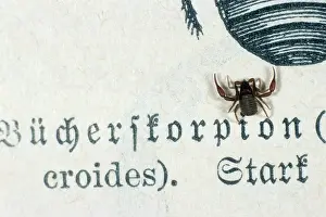 Pseudoscorpion: Pseudoscorpion / Book Scorpion - on book page
