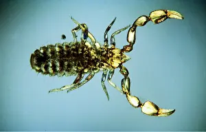 Book: PSEUDOSCORPION / Common Book Scorpion - (x15)