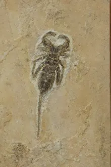 Pseudoscorpion: Pseudoscorpion Fossil