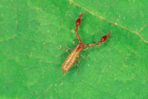 Scorpions: Pseudoscorpion - from leaf litter