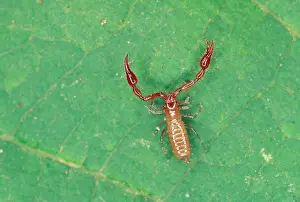 Pseudoscorpion: Pseudoscorpion - from leaf litter