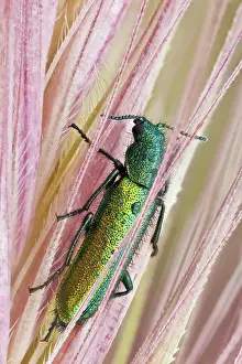 Beet: Psilothrix is a genus of soft winged flower beet