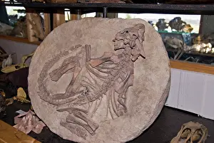 Ceratopsia: Psittacosaurus