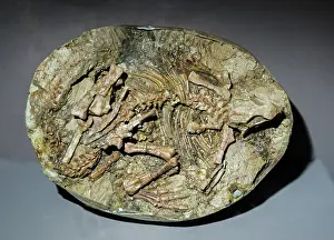 Ceratopsian: Psittacosaurus Dinosaur Embryo in Egg Fossil