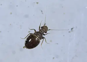 Louse: Psocid louse