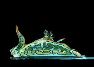 Crawl: Psychedelic batwing slug (Sagaminopteron psychedelicum)