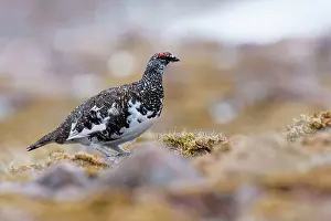 David Kilbey: Ptarmigan - adult male in summer plumage