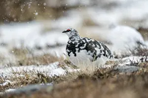 Mutus: Ptarmigan - Cairngorm - Scotland - UK
