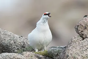 Muta: Ptarmigan - calling male in winter plumage - Cairngorms Nati