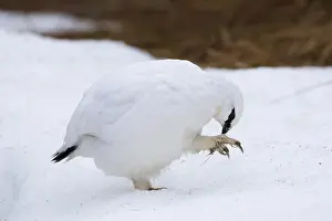 Muta: Ptarmigan - cock preening in winter plumage - Iceland
