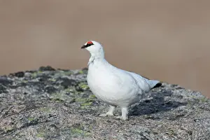 Lagopus: Ptarmigan cock winter