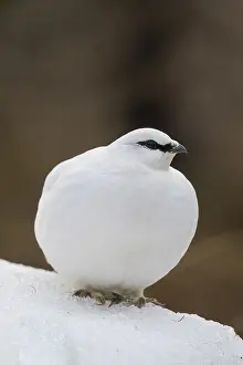 Muta: Ptarmigan - cock in winter plumage - Iceland