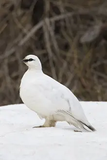 Muta: Ptarmigan - cock in winter plumage - Iceland