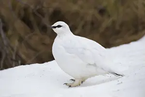 Muta: Ptarmigan - cock in winter plumage - Iceland