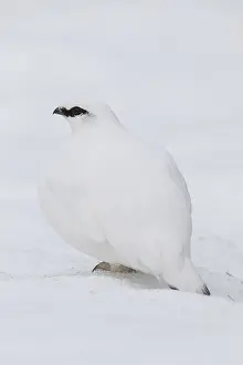 Muta: Ptarmigan - cock in winter plumage - Iceland