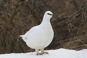 Muta: Ptarmigan - cock in winter plumage - Iceland
