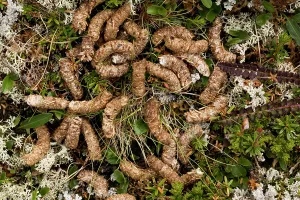 Mutus: Ptarmigan droppings