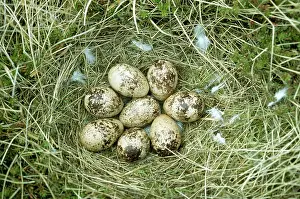 Ptarmigans: Ptarmigan Eggs - In Nest