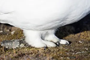 Ptarmigan: Ptarmigan feet