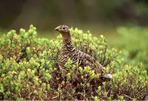 Ptarmigans: PTARMIGAN - female