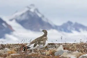Lagopus: Ptarmigan - female in autumn - Svalbard, Norway