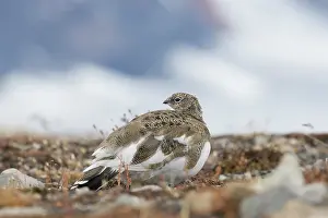 Lagopus: Ptarmigan - female in autumn - Svalbard, Norway