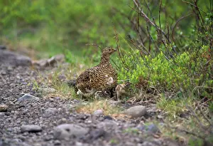 Mutus: Ptarmigan - female with chicks