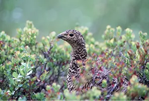 Ptarmigans: PTARMIGAN - female, close-up camouflage