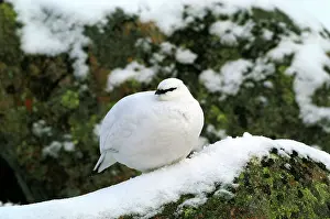 Mutus: Ptarmigan - female, in winter plumage