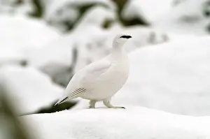 Mutus: Ptarmigan - female, in winter plumage
