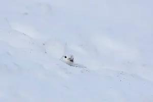 Lagopus: Ptarmigan - female in winter plumage - Cairngorms