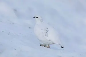 Lagopus: Ptarmigan - female in winter plumage - Cairngorms