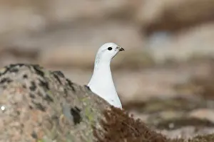 Lagopus: Ptarmigan - female in winter plumage - Cairngorms, Scotland