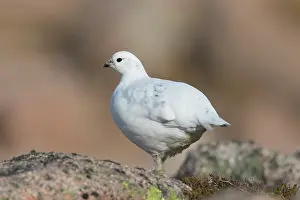 Lagopus: Ptarmigan - female in winter plumage - Cairngorms, Scotland