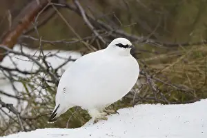Muta: Ptarmigan - female in winter plumage - Iceland